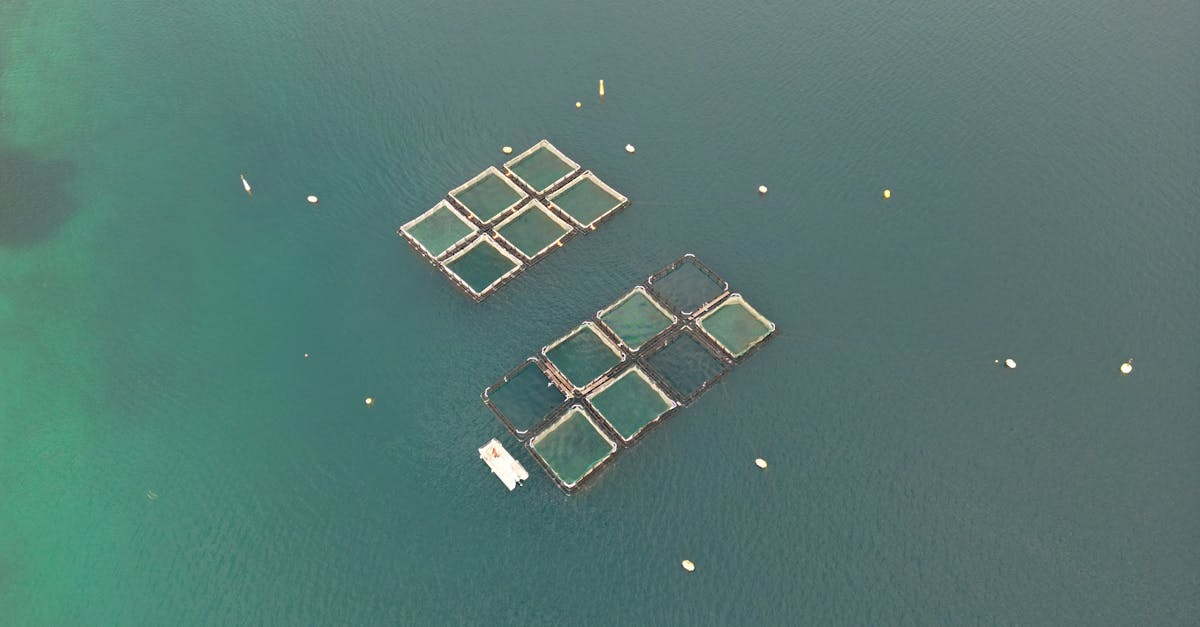 Les 'Blue Foods' : un levier contre le dérèglement climatique et la faim